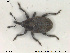  (Sibinia pyrrhodactyla - NOCOL1548)  @11 [ ] Creative Commons  Attribution Non-Commercial Share-Alike (2019) NTNU University Museum, Department of Natural History NTNU University Museum, Department of Natural History