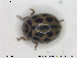  ( - NOCOL1564)  @11 [ ] CreativeCommons - Attribution Share-Alike (2019) NTNU University Museum, Department of Natural History NTNU University Museum, Department of Natural History