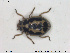  (Anisosticta strigata - NOCOL1567)  @11 [ ] CreativeCommons - Attribution Share-Alike (2019) NTNU University Museum, Department of Natural History NTNU University Museum, Department of Natural History