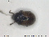  ( - NOCOL1596)  @11 [ ] CreativeCommons - Attribution Share-Alike (2019) NTNU University Museum, Department of Natural History NTNU University Museum, Department of Natural History