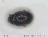  ( - NOCOL1597)  @11 [ ] CreativeCommons - Attribution Share-Alike (2019) NTNU University Museum, Department of Natural History NTNU University Museum, Department of Natural History