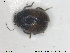  ( - NOCOL1598)  @11 [ ] CreativeCommons - Attribution Share-Alike (2019) NTNU University Museum, Department of Natural History NTNU University Museum, Department of Natural History