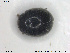  ( - NOCOL1605)  @11 [ ] CreativeCommons - Attribution Share-Alike (2019) NTNU University Museum, Department of Natural History NTNU University Museum, Department of Natural History