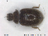  ( - NOCOL1607)  @11 [ ] CreativeCommons - Attribution Share-Alike (2019) NTNU University Museum, Department of Natural History NTNU University Museum, Department of Natural History