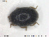  ( - NOCOL1609)  @11 [ ] CreativeCommons - Attribution Share-Alike (2019) NTNU University Museum, Department of Natural History NTNU University Museum, Department of Natural History
