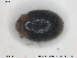  ( - NOCOL1610)  @11 [ ] CreativeCommons - Attribution Share-Alike (2019) NTNU University Museum, Department of Natural History NTNU University Museum, Department of Natural History