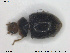  ( - NOCOL1611)  @11 [ ] CreativeCommons - Attribution Share-Alike (2019) NTNU University Museum, Department of Natural History NTNU University Museum, Department of Natural History