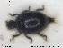  ( - NOCOL1612)  @11 [ ] CreativeCommons - Attribution Share-Alike (2019) NTNU University Museum, Department of Natural History NTNU University Museum, Department of Natural History