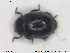  ( - NOCOL1613)  @11 [ ] CreativeCommons - Attribution Share-Alike (2019) NTNU University Museum, Department of Natural History NTNU University Museum, Department of Natural History