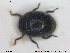  ( - NOCOL1614)  @11 [ ] CreativeCommons - Attribution Share-Alike (2019) NTNU University Museum, Department of Natural History NTNU University Museum, Department of Natural History