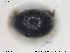  ( - NOCOL1616)  @11 [ ] CreativeCommons - Attribution Share-Alike (2019) NTNU University Museum, Department of Natural History NTNU University Museum, Department of Natural History