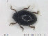  ( - NOCOL1617)  @11 [ ] CreativeCommons - Attribution Share-Alike (2019) NTNU University Museum, Department of Natural History NTNU University Museum, Department of Natural History