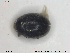  ( - NOCOL1633)  @11 [ ] CreativeCommons - Attribution Share-Alike (2019) NTNU University Museum, Department of Natural History NTNU University Museum, Department of Natural History
