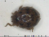  ( - NOCOL1638)  @11 [ ] CreativeCommons - Attribution Share-Alike (2019) NTNU University Museum, Department of Natural History NTNU University Museum, Department of Natural History