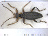  ( - NOCOL1663)  @11 [ ] CreativeCommons - Attribution Share-Alike (2019) NTNU University Museum, Department of Natural History NTNU University Museum, Department of Natural History