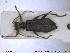  ( - NOCOL1664)  @11 [ ] CreativeCommons - Attribution Share-Alike (2019) NTNU University Museum, Department of Natural History NTNU University Museum, Department of Natural History
