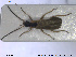  ( - NOCOL1679)  @11 [ ] CreativeCommons - Attribution Share-Alike (2019) NTNU University Museum, Department of Natural History NTNU University Museum, Department of Natural History