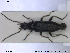  ( - NOCOL1682)  @11 [ ] CreativeCommons - Attribution Share-Alike (2019) NTNU University Museum, Department of Natural History NTNU University Museum, Department of Natural History