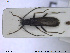  ( - NOCOL1683)  @11 [ ] CreativeCommons - Attribution Share-Alike (2019) NTNU University Museum, Department of Natural History NTNU University Museum, Department of Natural History