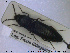  ( - NOCOL1708)  @11 [ ] CreativeCommons - Attribution Share-Alike (2019) NTNU University Museum, Department of Natural History NTNU University Museum, Department of Natural History