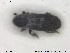  ( - NOCOL1762)  @11 [ ] CreativeCommons - Attribution Share-Alike (2019) NTNU University Museum, Department of Natural History NTNU University Museum, Department of Natural History