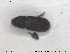  ( - NOCOL1763)  @11 [ ] CreativeCommons - Attribution Share-Alike (2019) NTNU University Museum, Department of Natural History NTNU University Museum, Department of Natural History