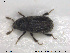  ( - NOCOL1767)  @11 [ ] CreativeCommons - Attribution Share-Alike (2019) NTNU University Museum, Department of Natural History NTNU University Museum, Department of Natural History