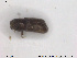  ( - NOCOL1777)  @11 [ ] CreativeCommons - Attribution Share-Alike (2019) NTNU University Museum, Department of Natural History NTNU University Museum, Department of Natural History
