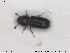  ( - NOCOL1783)  @11 [ ] CreativeCommons - Attribution Share-Alike (2019) NTNU University Museum, Department of Natural History NTNU University Museum, Department of Natural History