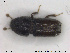  ( - NOCOL1788)  @11 [ ] CreativeCommons - Attribution Share-Alike (2019) NTNU University Museum, Department of Natural History NTNU University Museum, Department of Natural History