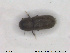  ( - NOCOL1790)  @11 [ ] CreativeCommons - Attribution Share-Alike (2019) NTNU University Museum, Department of Natural History NTNU University Museum, Department of Natural History