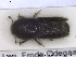  ( - NOCOL1795)  @11 [ ] CreativeCommons - Attribution Share-Alike (2019) NTNU University Museum, Department of Natural History NTNU University Museum, Department of Natural History