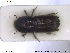  ( - NOCOL1796)  @11 [ ] CreativeCommons - Attribution Share-Alike (2019) NTNU University Museum, Department of Natural History NTNU University Museum, Department of Natural History