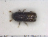  ( - NOCOL1798)  @11 [ ] CreativeCommons - Attribution Share-Alike (2019) NTNU University Museum, Department of Natural History NTNU University Museum, Department of Natural History