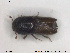  ( - NOCOL1799)  @11 [ ] CreativeCommons - Attribution Share-Alike (2019) NTNU University Museum, Department of Natural History NTNU University Museum, Department of Natural History