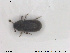  ( - NOCOL1804)  @11 [ ] CreativeCommons - Attribution Share-Alike (2019) NTNU University Museum, Department of Natural History NTNU University Museum, Department of Natural History
