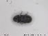  ( - NOCOL1805)  @11 [ ] CreativeCommons - Attribution Share-Alike (2019) NTNU University Museum, Department of Natural History NTNU University Museum, Department of Natural History