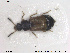  ( - NOCOL1822)  @11 [ ] CreativeCommons - Attribution Share-Alike (2019) NTNU University Museum, Department of Natural History NTNU University Museum, Department of Natural History