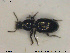  (Dyschirius septentrionum - NOCOL1847)  @11 [ ] CreativeCommons - Attribution Share-Alike (2019) NTNU University Museum, Department of Natural History NTNU University Museum, Department of Natural History