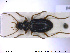 ( - NOCOL1853)  @11 [ ] CreativeCommons - Attribution Share-Alike (2019) NTNU University Museum, Department of Natural History NTNU University Museum, Department of Natural History