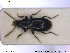  ( - NOCOL1905)  @11 [ ] CreativeCommons - Attribution Share-Alike (2019) NTNU University Museum, Department of Natural History NTNU University Museum, Department of Natural History
