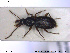  ( - NOCOL1908)  @11 [ ] CreativeCommons - Attribution Share-Alike (2019) NTNU University Museum, Department of Natural History NTNU University Museum, Department of Natural History
