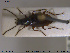  ( - NOCOL1932)  @11 [ ] CreativeCommons - Attribution Share-Alike (2019) NTNU University Museum, Department of Natural History NTNU University Museum, Department of Natural History