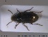  ( - NOCOL1958)  @11 [ ] CreativeCommons - Attribution Share-Alike (2019) NTNU University Museum, Department of Natural History NTNU University Museum, Department of Natural History