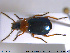  ( - NOCOL2006)  @11 [ ] CreativeCommons - Attribution Share-Alike (2019) NTNU University Museum, Department of Natural History NTNU University Museum, Department of Natural History