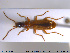  ( - NOCOL2011)  @11 [ ] CreativeCommons - Attribution Share-Alike (2019) NTNU University Museum, Department of Natural History NTNU University Museum, Department of Natural History