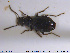  ( - NOCOL2016)  @11 [ ] CreativeCommons - Attribution Share-Alike (2019) NTNU University Museum, Department of Natural History NTNU University Museum, Department of Natural History