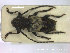  ( - NOCOL2097)  @11 [ ] Creative Commons  Attribution Non-Commercial Share-Alike (2020) NTNU University Museum, Department of Natural History NTNU University Museum, Department of Natural History