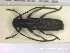  ( - NOCOL2106)  @11 [ ] Creative Commons  Attribution Non-Commercial Share-Alike (2020) NTNU University Museum, Department of Natural History NTNU University Museum, Department of Natural History