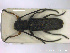  ( - NOCOL2107)  @11 [ ] Creative Commons  Attribution Non-Commercial Share-Alike (2020) NTNU University Museum, Department of Natural History NTNU University Museum, Department of Natural History